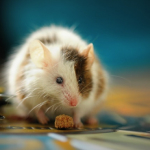 Mice