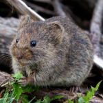 Moles