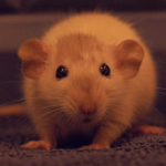 Rats