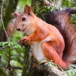 Squirrels