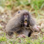 Gophers